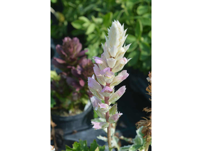 Acanthus mollis