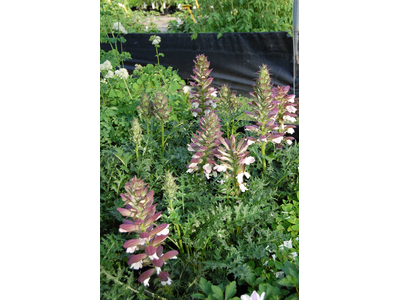 Acanthus spinosus