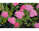 Achillea millefolium