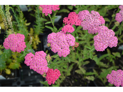 Achillea millefolium