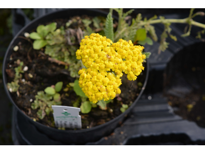 Achillea millefolium