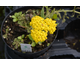 Achillea millefolium Little Moonshine