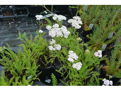 Achillea millefolium