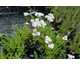 Achillea millefolium Summer Pastels