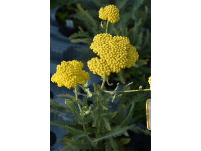 Achillea