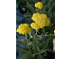 Achillea