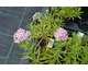 Achillea sibirica ssp. camtshatica  Love Parade