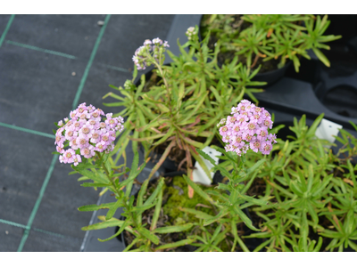 Achillea sibirica ssp. camtshatica 