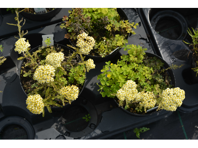 Achillea