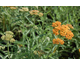 Achillea Terracotta