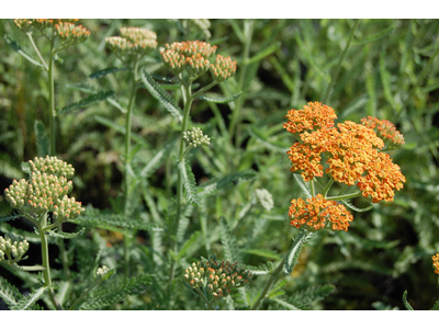 Achillea