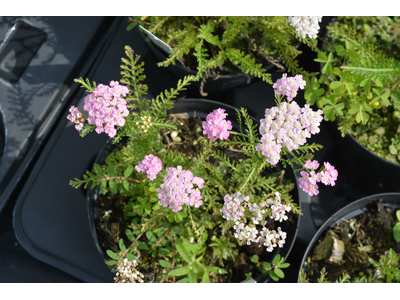 Achillea