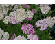 Achillea Tutti Frutti Pink Grapefruit ®