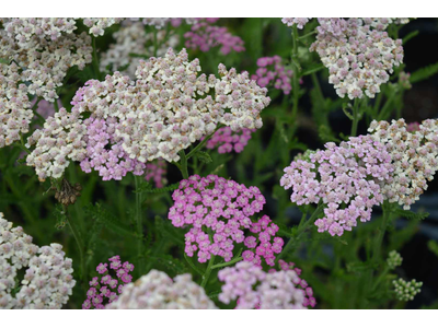 Achillea