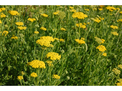 Achillea ageratum