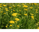 Achillea ageratum