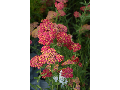 Achillea millefolium