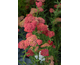 Achillea millefolium Paprika