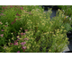 Achillea millefolium Red Beauty