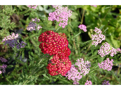 Achillea millefolium