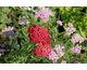 Achillea millefolium Red Velvet