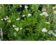 Achillea millefolium