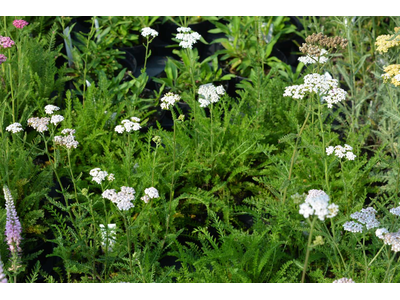 Achillea millefolium