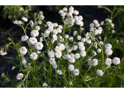 Achillea ptarmica flore pleno