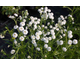 Achillea ptarmica flore pleno Noblessa