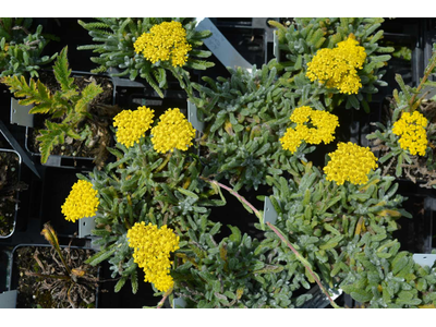 Achillea tomentosa