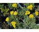 Achillea tomentosa Aurea
