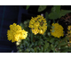 Achillea tomentosa Golden Fleece