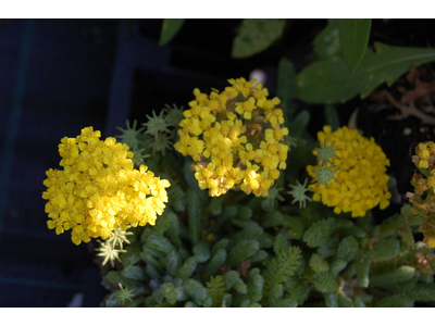 Achillea tomentosa