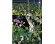 Actaea acerina Compacta