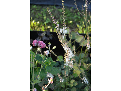 Actaea acerina