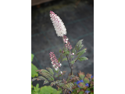 Actaea