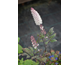 Actaea