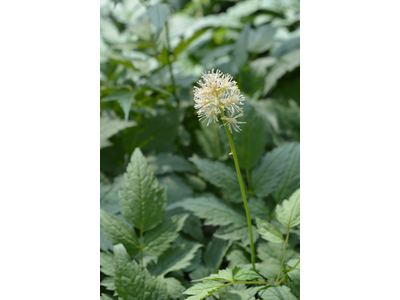 Actaea pachypoda