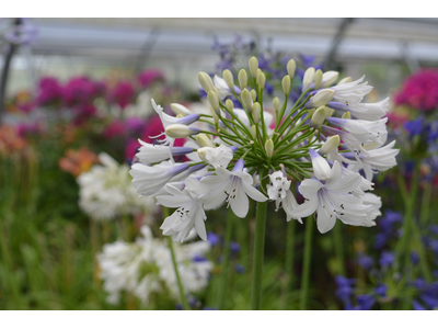 Agapanthus africanus