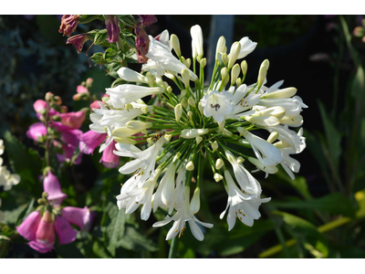 Agapanthus