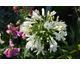 Agapanthus Arctic Star