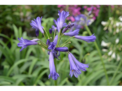 Agapanthus