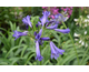 Agapanthus Black Pantha ®