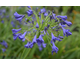 Agapanthus