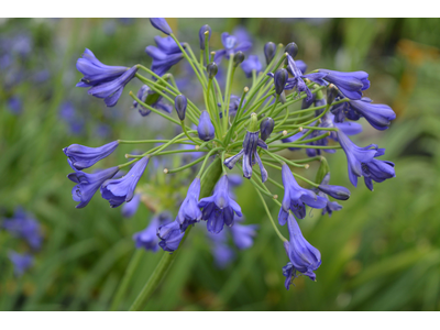 Agapanthus