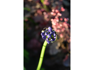 Agapanthus