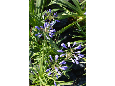 Agapanthus