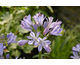 Agapanthus Charlotte