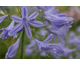 Agapanthus Delft Blue