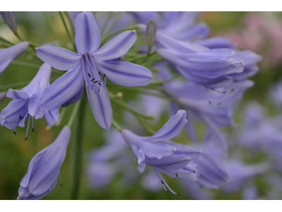 Agapanthus